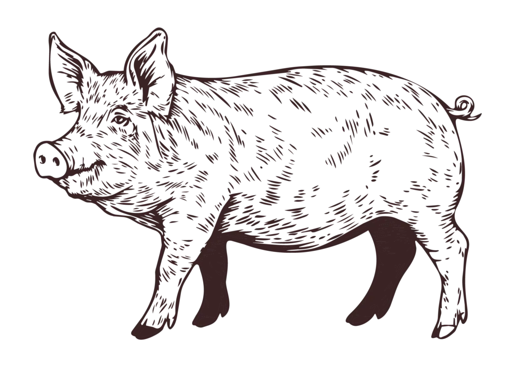 Handgezeichnetes Schwein als Illustration für Fleischgroßhandel und Metzgerhandwerk