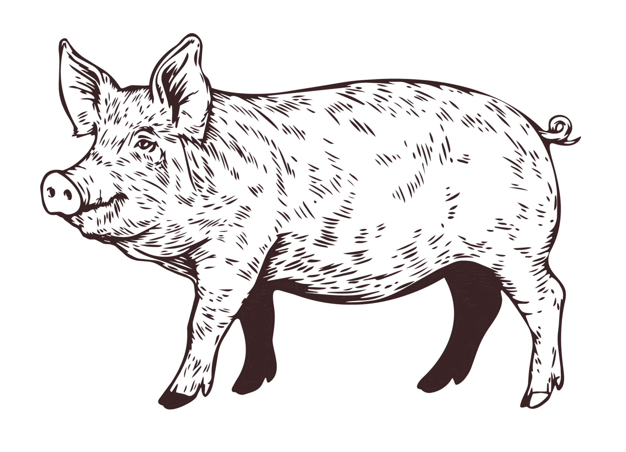 Handgezeichnetes Schwein als Illustration für Fleischgroßhandel und Metzgerhandwerk